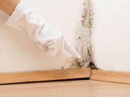  Lehi, UT Mold Removal & Remediation Pros